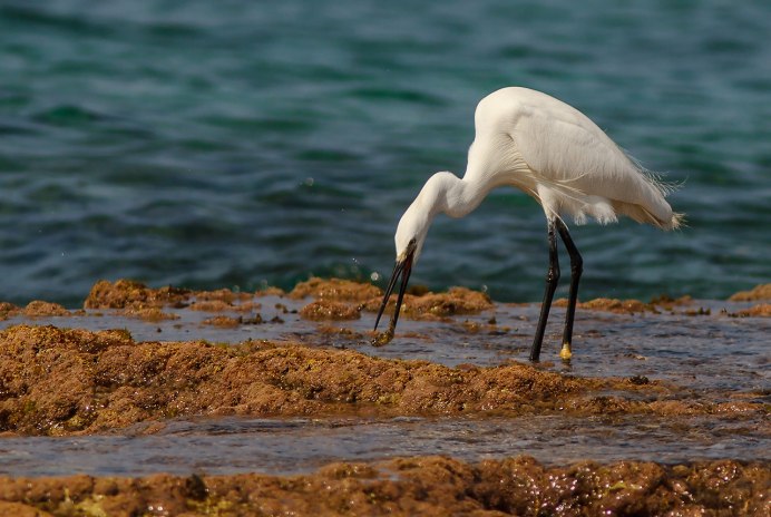 Ardea herodias
