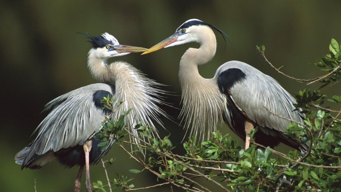 Серая цапля — Ardea cinerea. Пролётный гнездящийся вид.