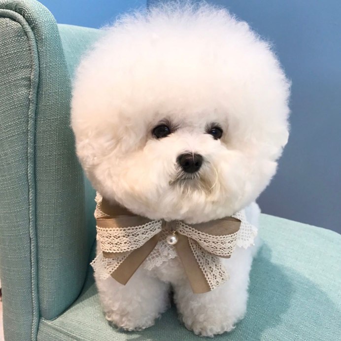 Бишон фризе и шпиц