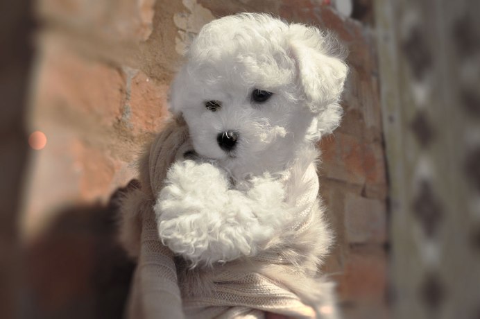 Бишон фризе белый щенок