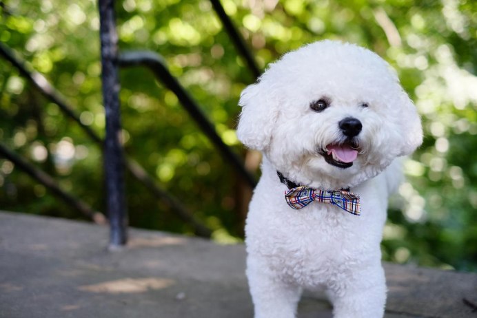 Бишон фризе