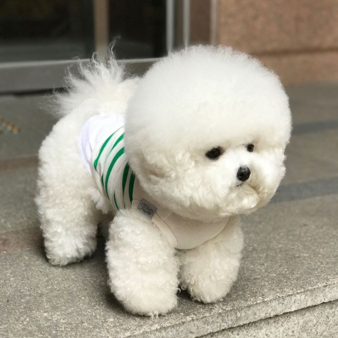 Собачка Бишон фризе