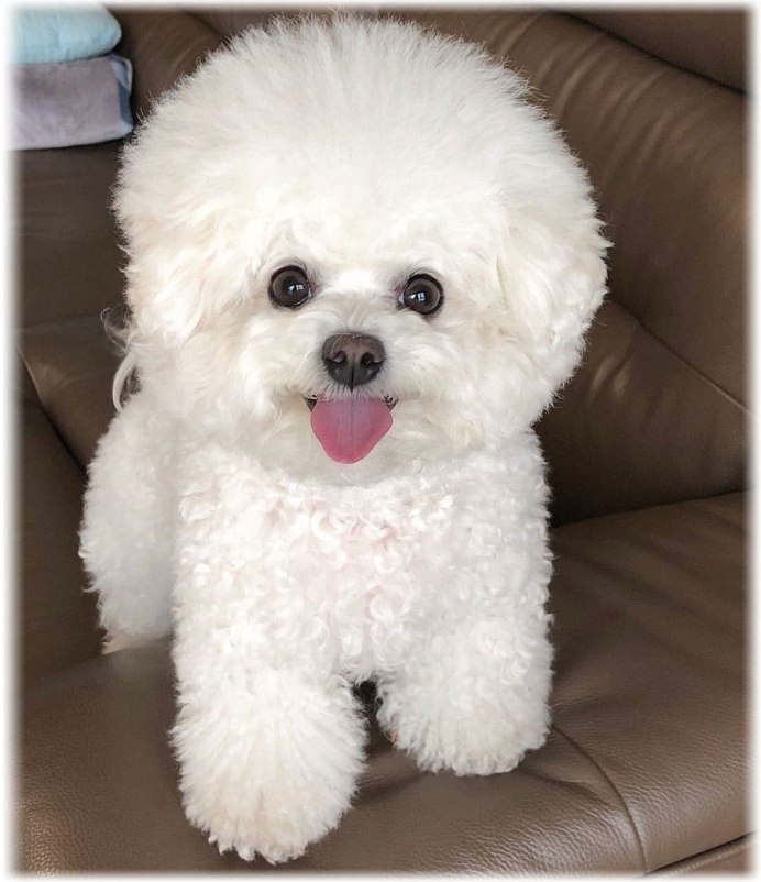 Болонка Бишон фризе