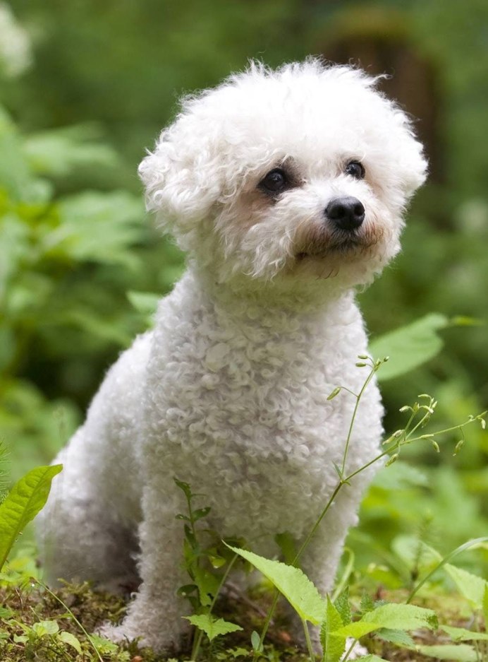 Французская болонка Бишон фризе