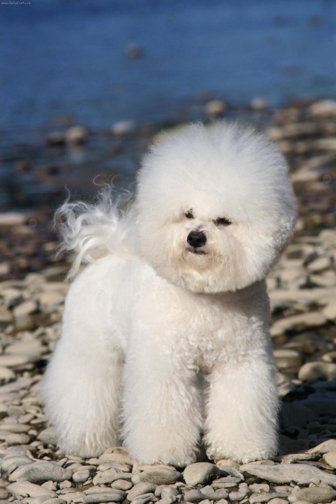 Бишон фризе