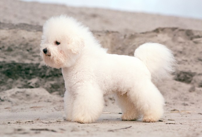 Французский Бишон фризе