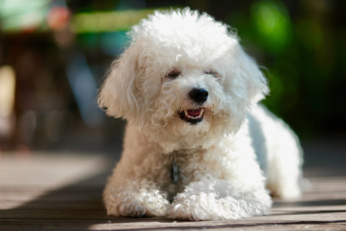 Болонка Бишон фризе