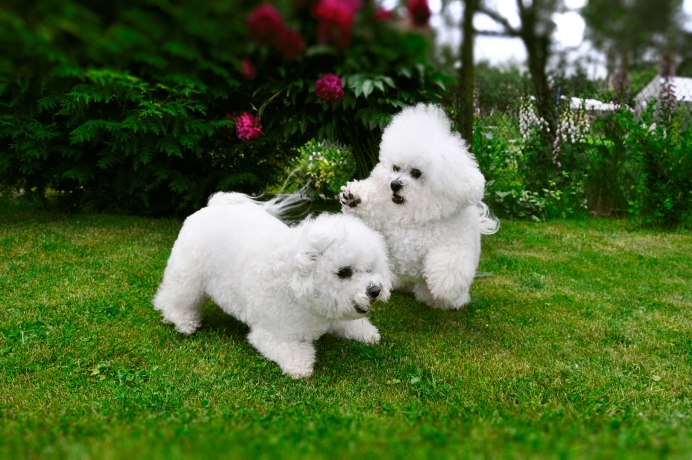 Бишон фризе