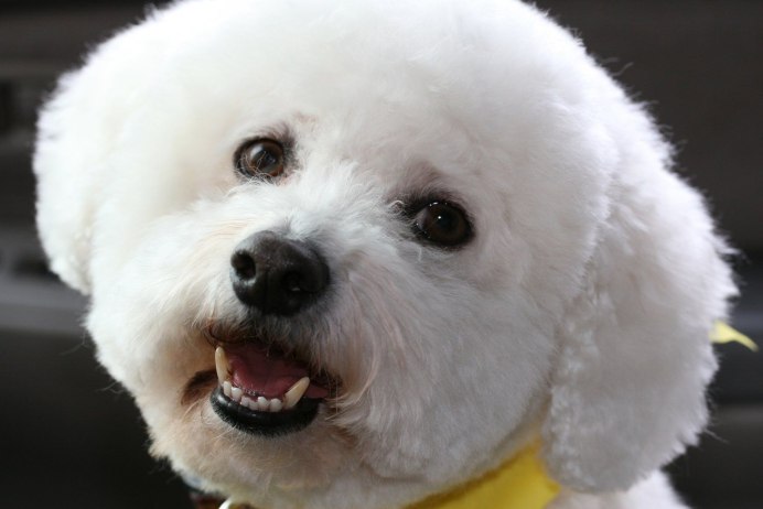 Бишон фризе