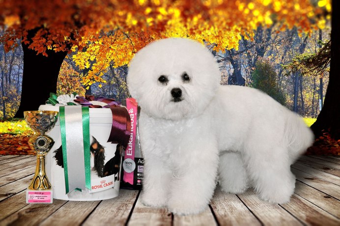 Порода Бишон фризе