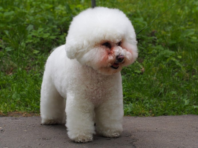 Болонка Бишон фризе