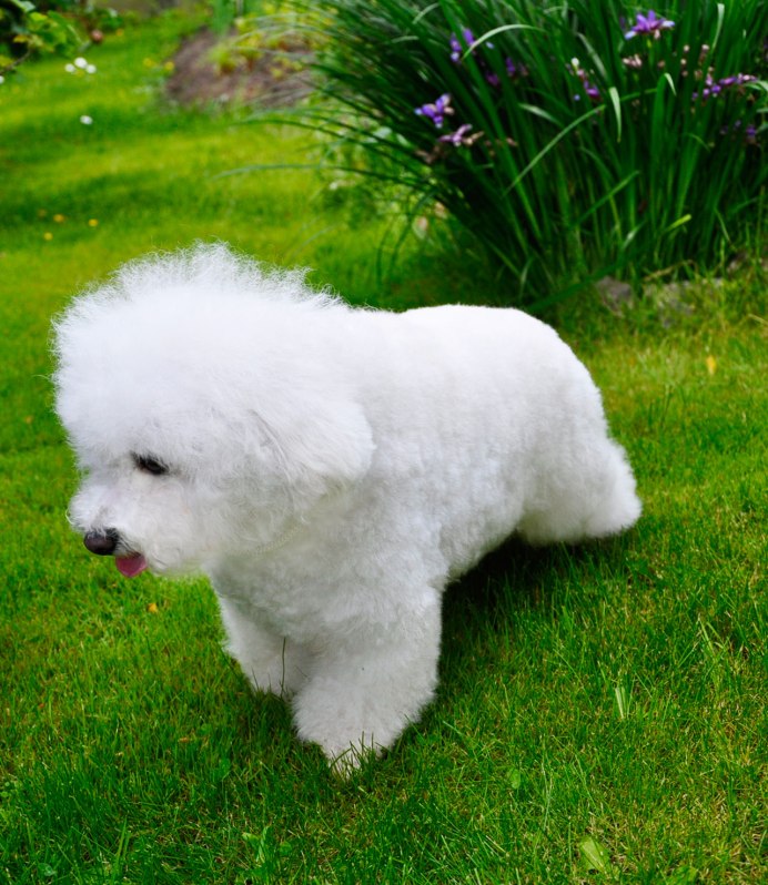 Бишон фризе