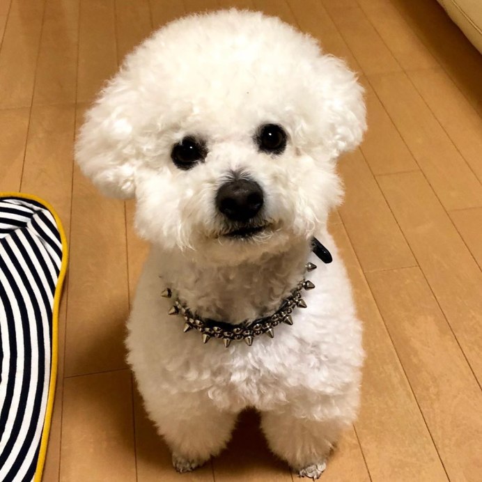 Бишон фризе стандарт