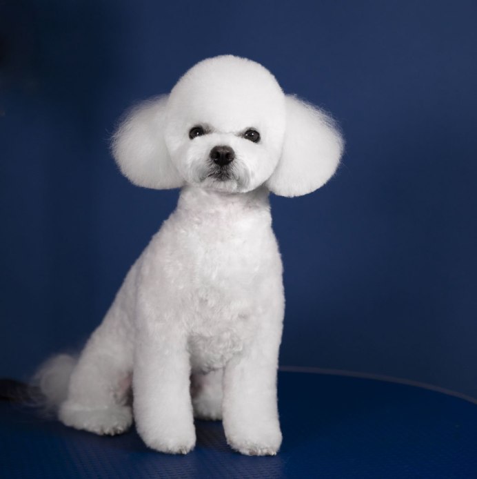 Бишон фризе