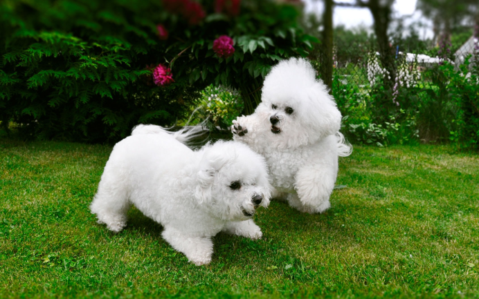 Собачка Бишон фризе