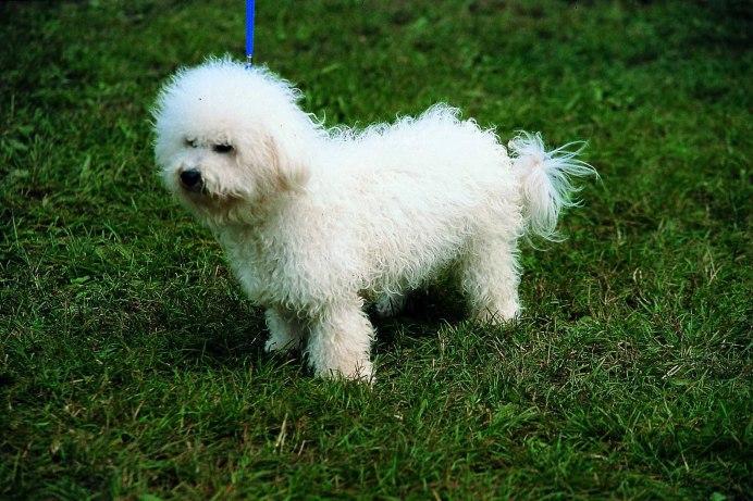 Тенерифский Бишон