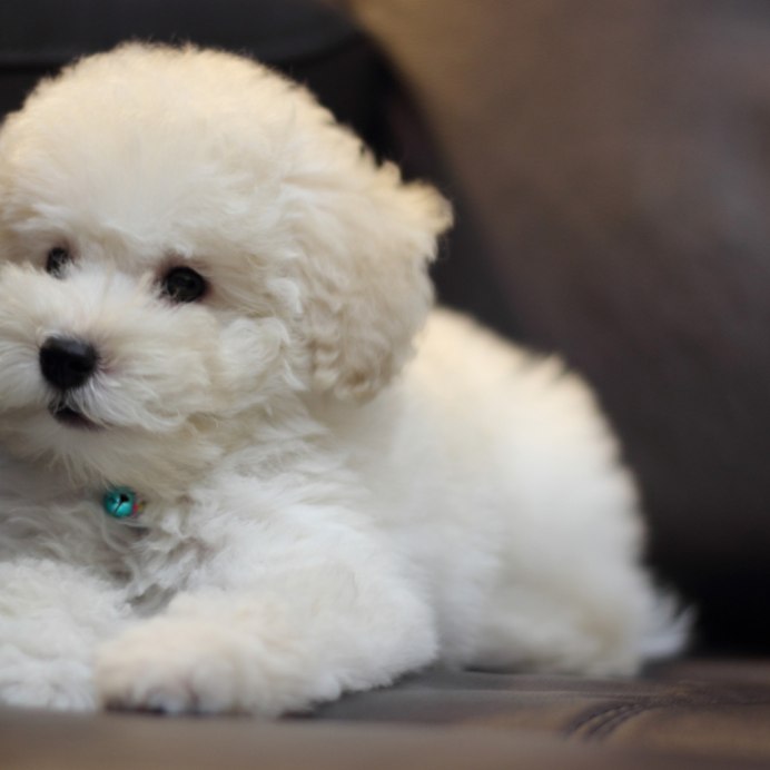 Бишон фризе