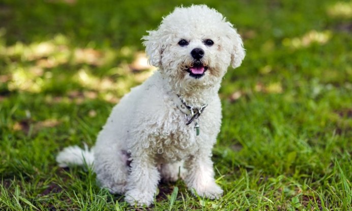 Французская порода собак Бишон фризе