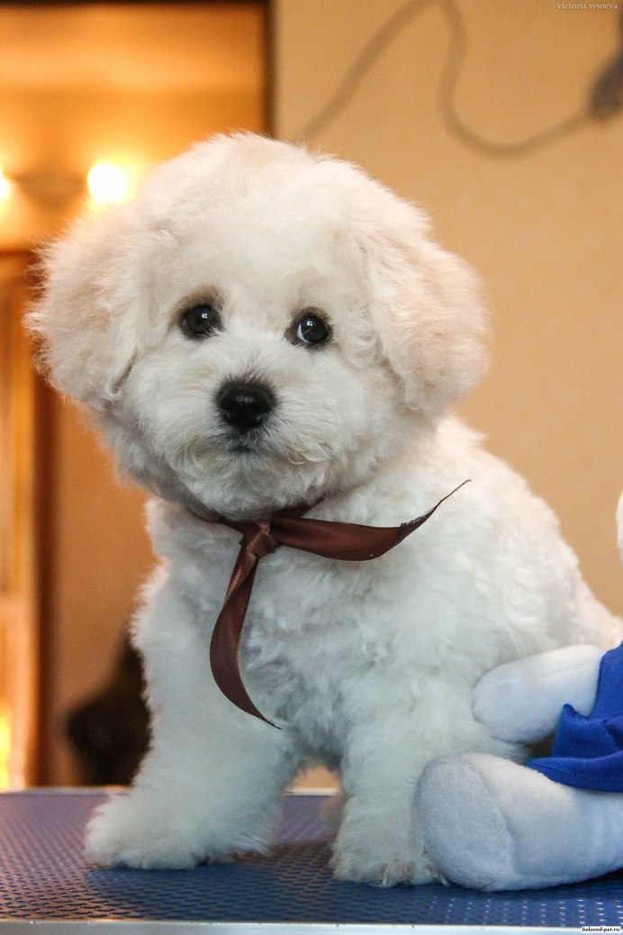 Порода Бишон фризе щенок