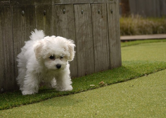 Бишон Бейли