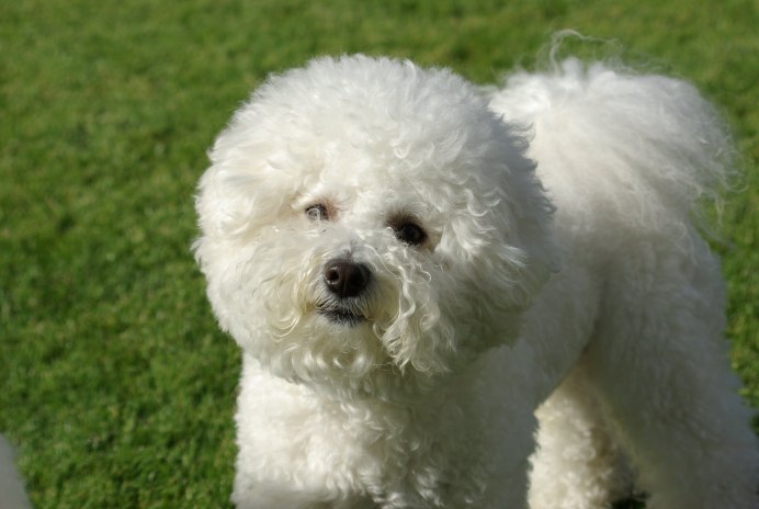 Бишон-фризе на природе