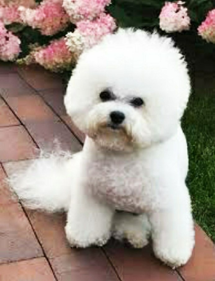 Бишон фризе