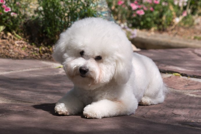 Бишон фризе взрослый