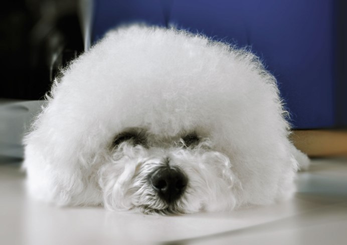 Тенерифский Бишон