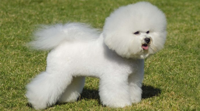 Маленькая белая собачка Бишон фризе