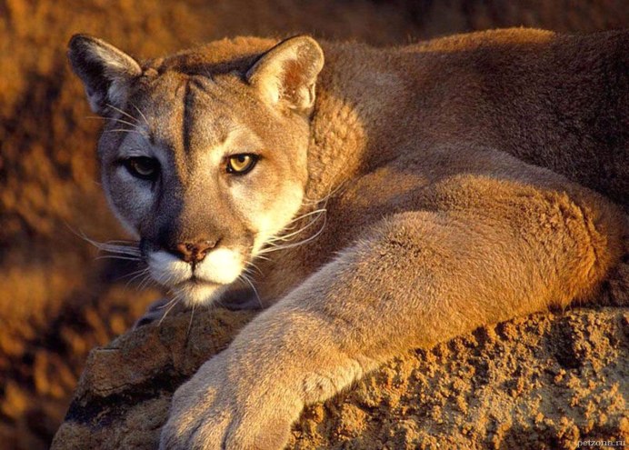 Пума (Puma concolor):