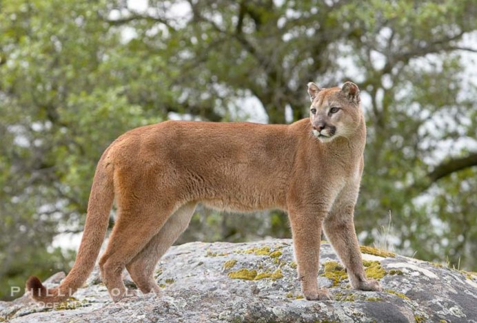 Пума (Puma concolor):