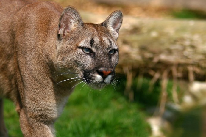 Puma горный Лев