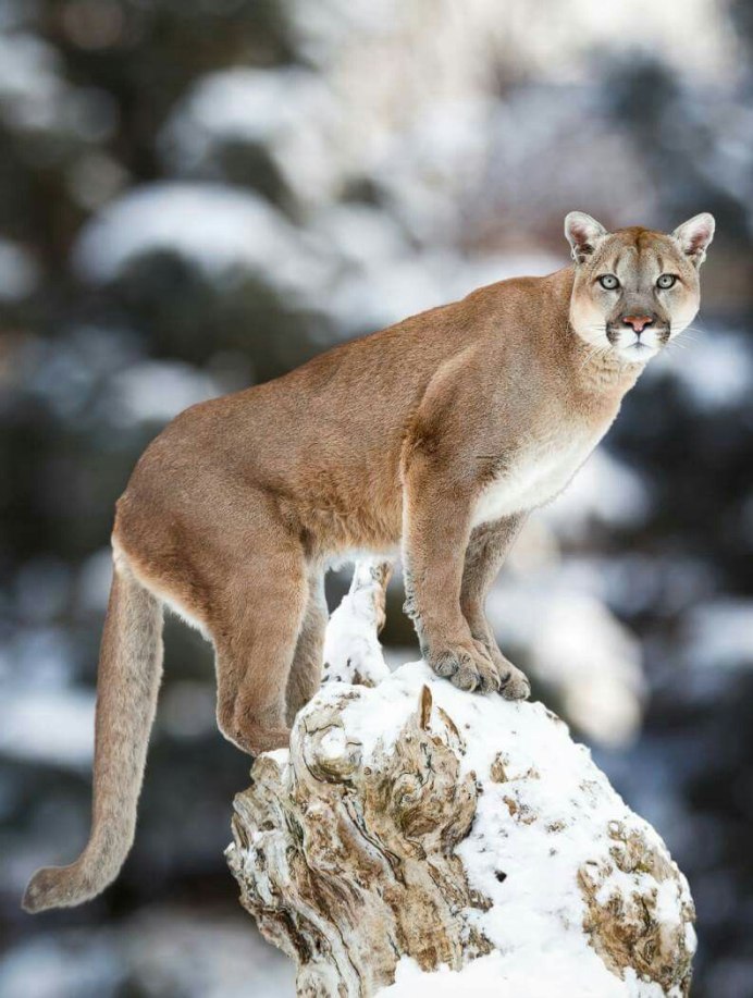Puma Wild Cats