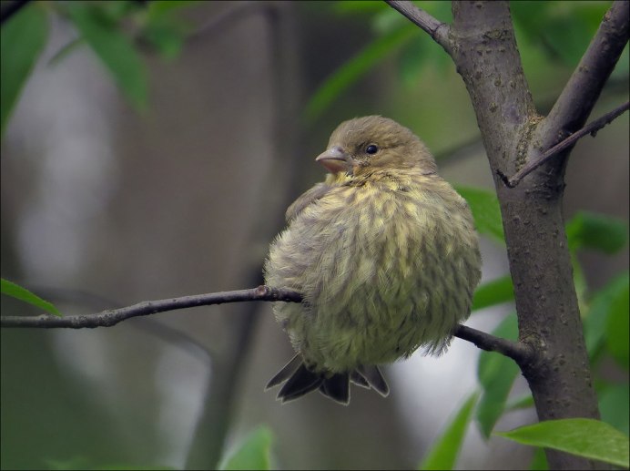 Чижик фотограф