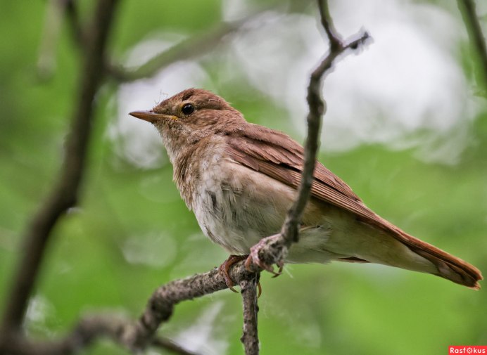 Птица 13 букв