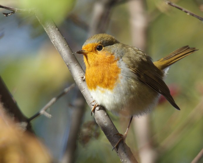 Польская ворона