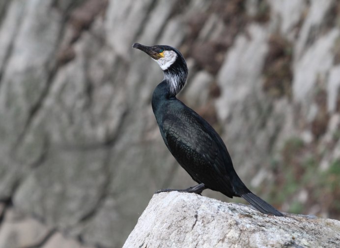Черная птица с белой грудкой