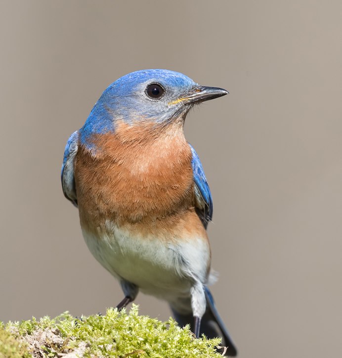 Полярная Чайка бургомистр