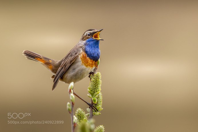 Птица Сойка Крымская