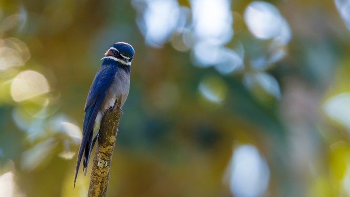 Canon EF 800mm f/5.6l is USM