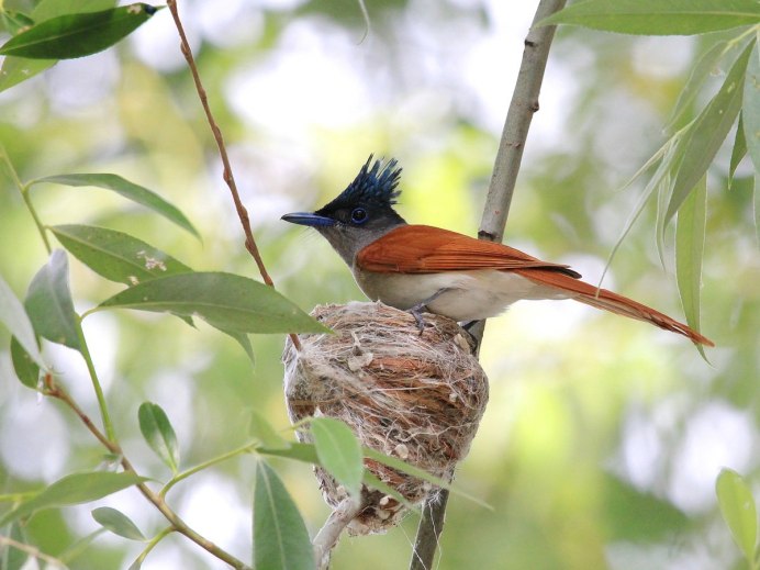 Красноармейская Малиновка птица