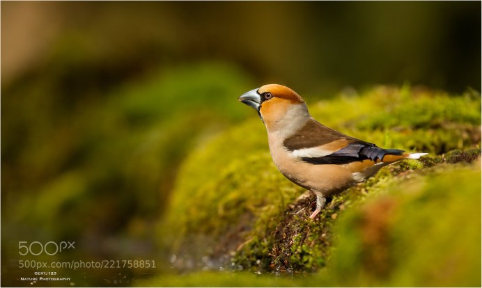 Canon EOS-1d x + 300mm f/2.8