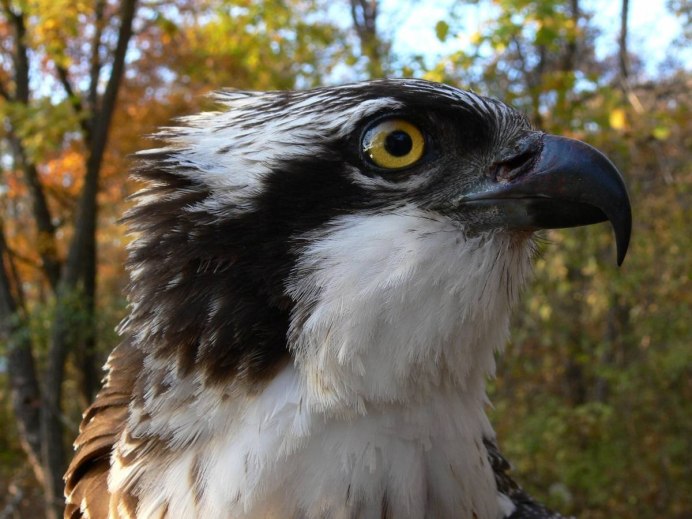 Free picture Canon Bird