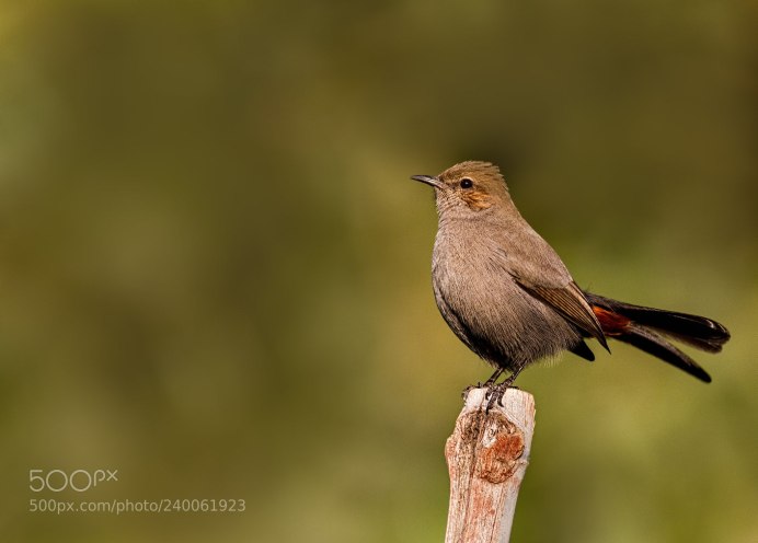 Сорокопут жулан