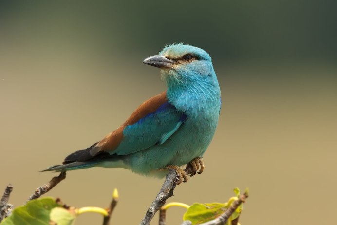 Зимующие птицы Галка