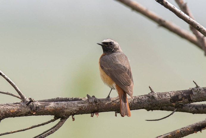 Капский воробьиный Сыч