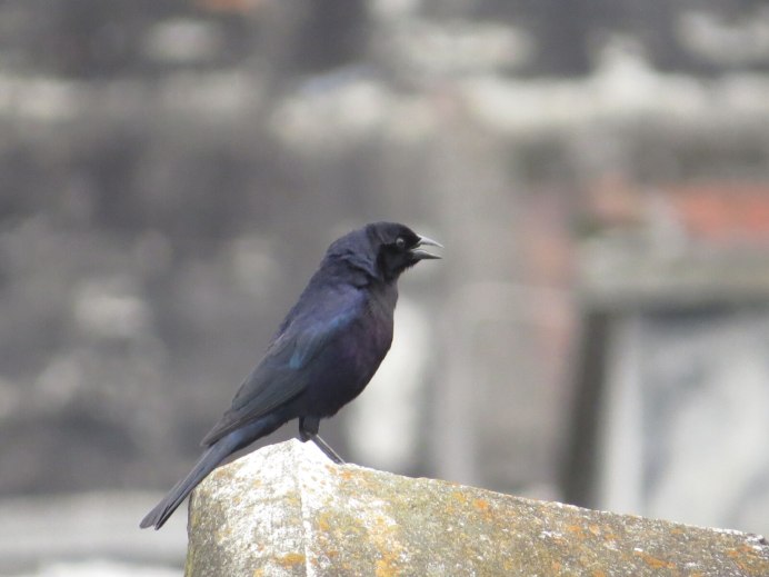 Канон птица