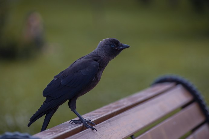 Галка Москва птица