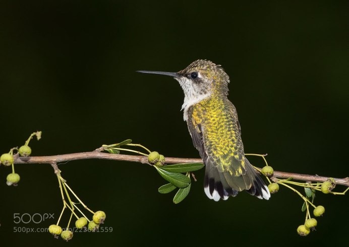 Фото в птиена