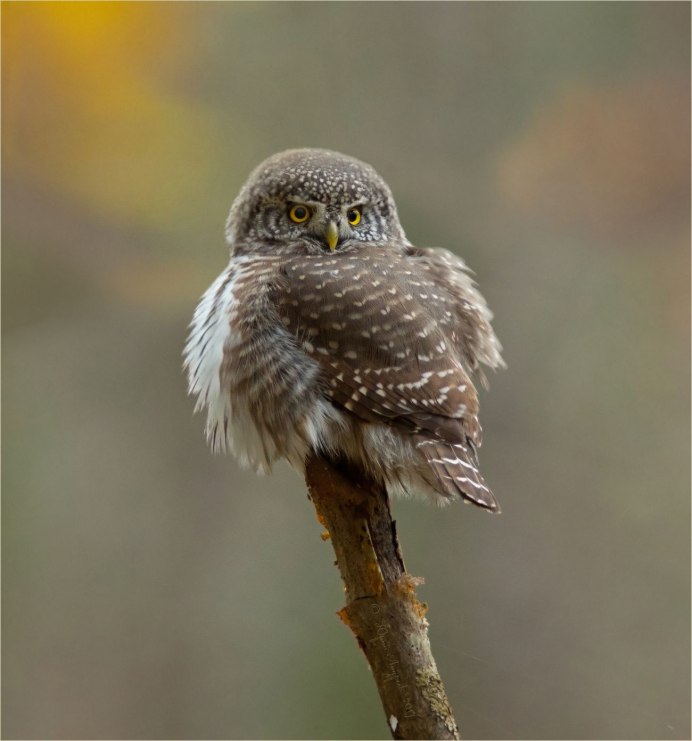 Сизоворонка Coracias garrulus